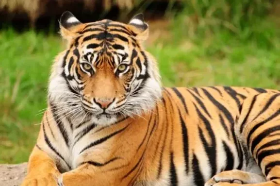 tigre.jpg